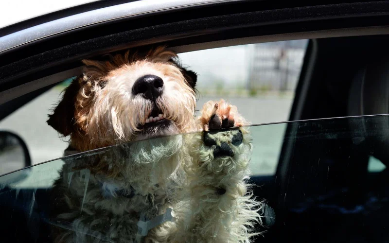 Ne Ostavljajte Svog Ljubimca u Automobilu po Vrućini