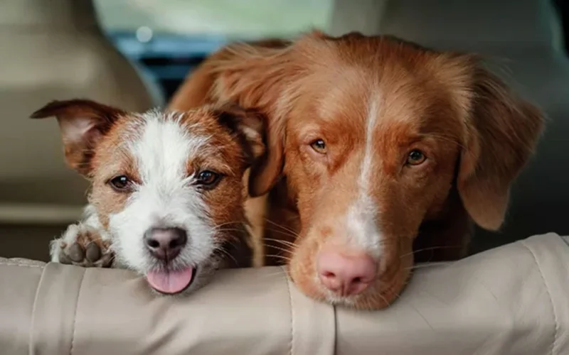 Vet Centar - Ne ostavljajte svog ljubimca u automobilu po vrućini