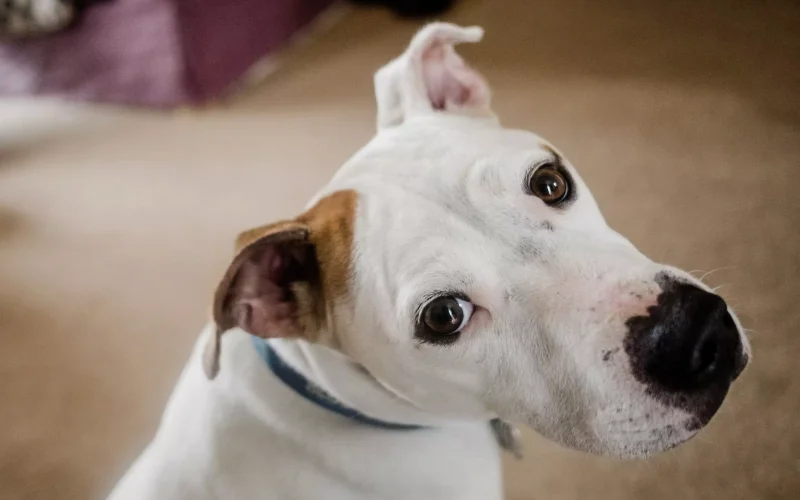 Zabilježen još jedan slučaj očnog crva kod pasa u našem gradu