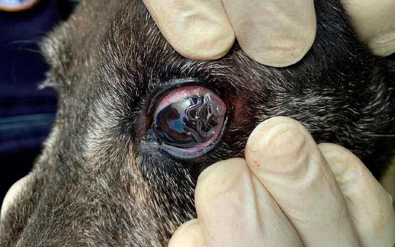 Zabilježen još jedan slučaj očnog crva kod pasa u našem gradu