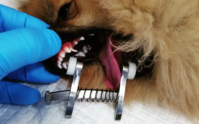 Stomatološke intervencije