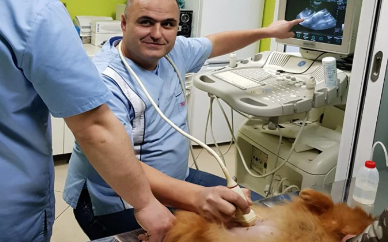 Ultrazvučna Dijagnostika